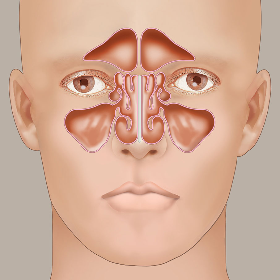 It s All Connected Frontal Sinus ENT Health